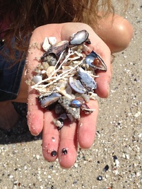 Open Hand of Shells and Possibilities